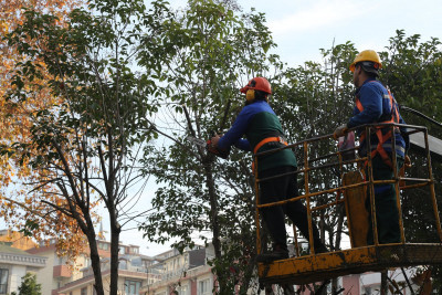 Eyüpsultan Genelinde Ağaç Budama Çalışmaları Tüm Hızıyla Sürüyor