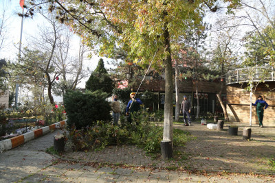 Eyüpsultan Genelinde Ağaç Budama Çalışmaları Tüm Hızıyla Sürüyor