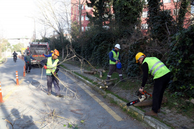 Turunçgil Uzun Antenli Böceği ile mücadele devam ediyor