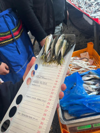 Eyüpsultan'da pazarlarda balık denetimi