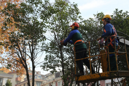 Eyüpsultan Genelinde Ağaç Budama Çalışmaları Tüm Hızıyla Sürüyor