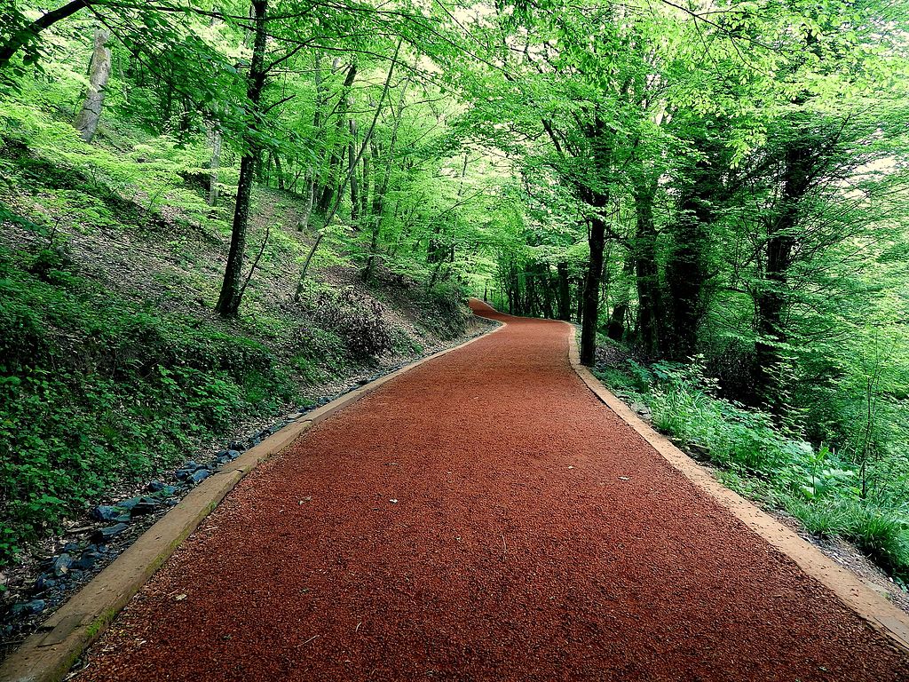 Belgrad Ormanları