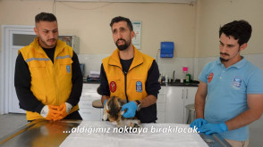 Çenesinde kırık olan kedi artık çok sağlıklı